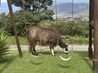 Llama