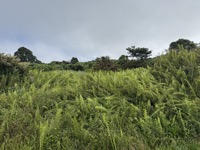 Giant ferns