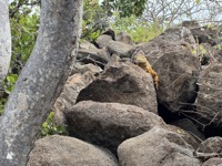 Galápagos land iguana