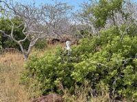 Frigatebird, about three months old