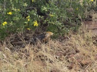 Galápagos land iguana