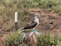 Blue-footed booby