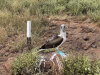 Blue-footed booby