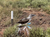 Blue-footed booby