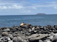 Nursing sea lion