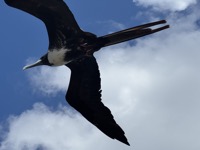 Frigatebird