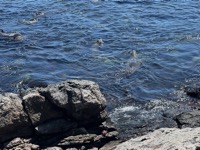 Sea lion nursery