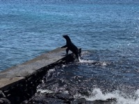 Sea lion nursery