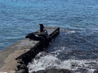 Sea lion nursery