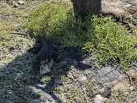 Iguana
