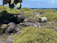 Iguana