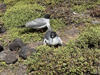 Swallow-tailed gulls