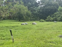 Galápagos giant tortoises