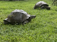 Galápagos giant tortoises