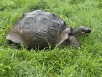 Galápagos giant tortoise