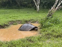 Galápagos giant tortoise