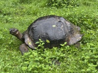 Galápagos giant tortoise