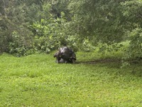 Boy turtle trying to convince a girl turtle to have babies