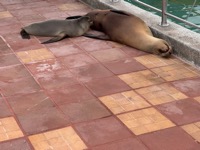 Sea lion nursing