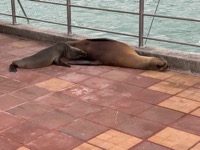 Sea lion nursing