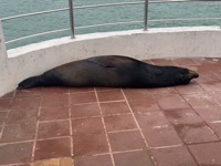 Sea lion