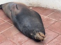 Sea lion
