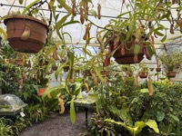 Carnivorous plants
