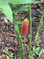 Beehive ginger