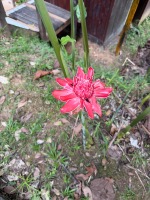 Torch Ginger (Etlingera elatior)