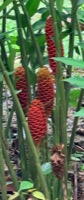 Beehive ginger