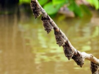 Proboscis bats (Rhynchonycteris naso)
